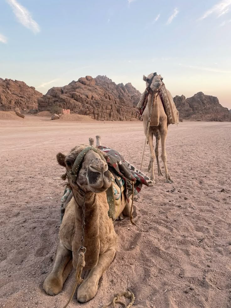 Camel sharm