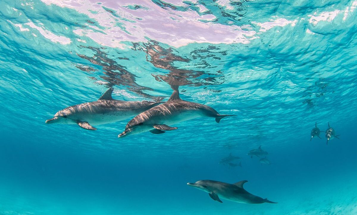 Dolphin House Hurghada