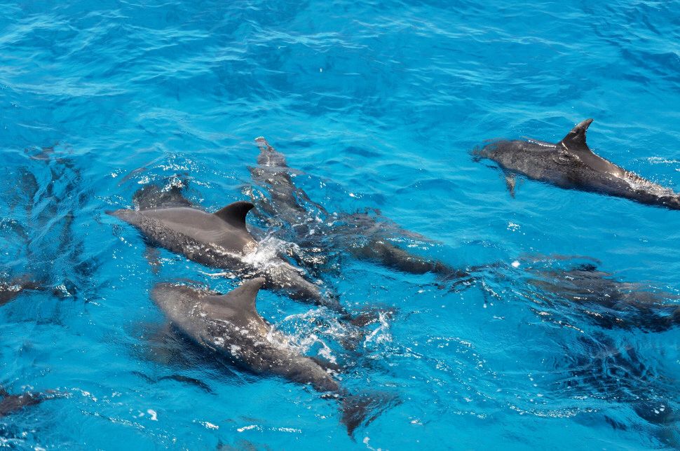 Dolphin House Hurghada