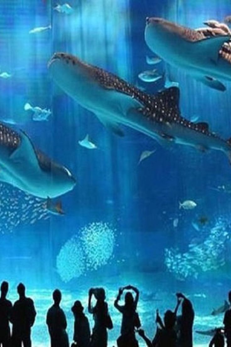 Hurghada Grand Aquarium