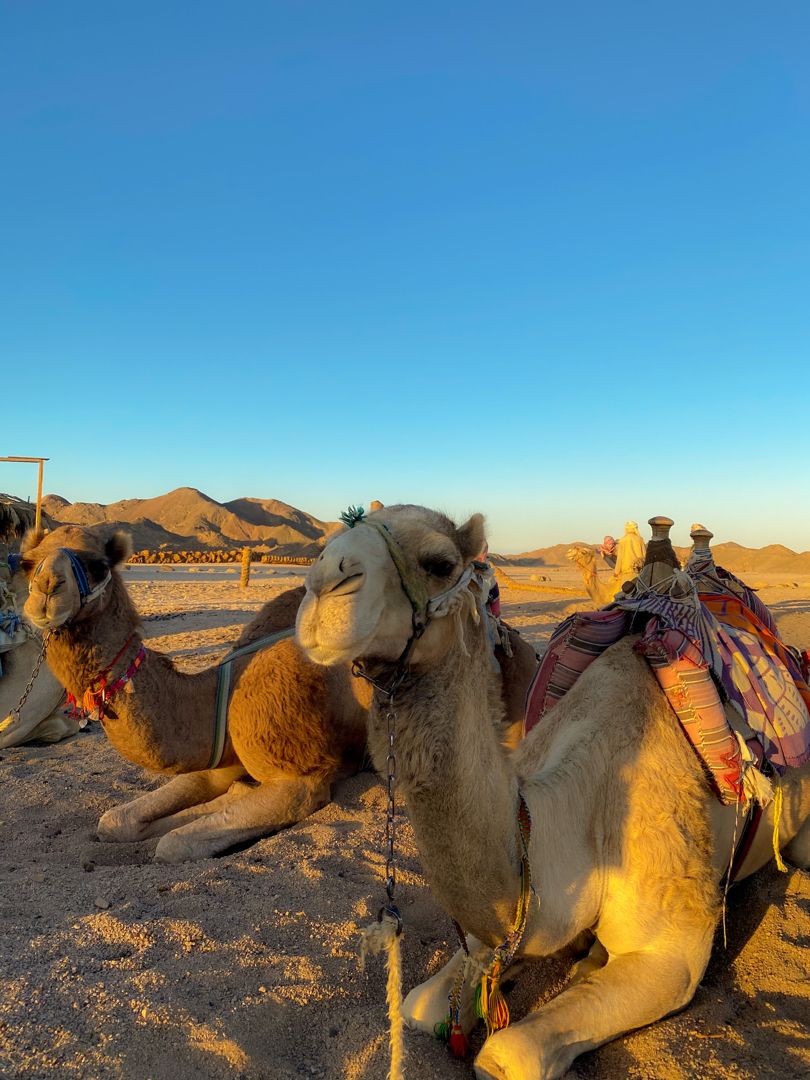 Safari Hurghada