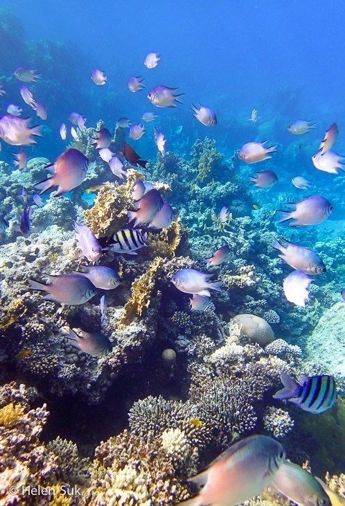 Red Sea Hurghada